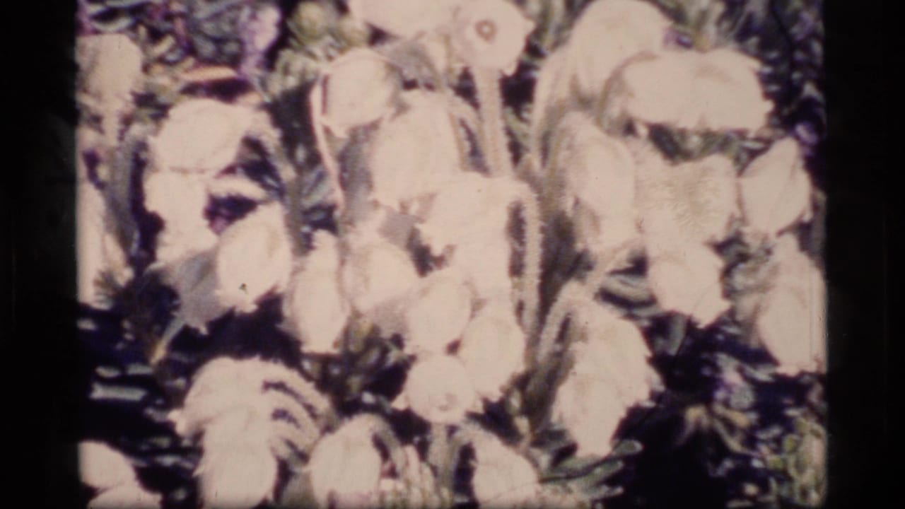 Pale wildflowers and leafy stems on a green slope, softly focused and overexposed in places.