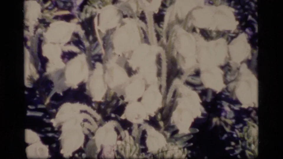 1977 Alaska home-movie frame with pale wildflowers clustered among leaves, rendered with grain and washed highlights.