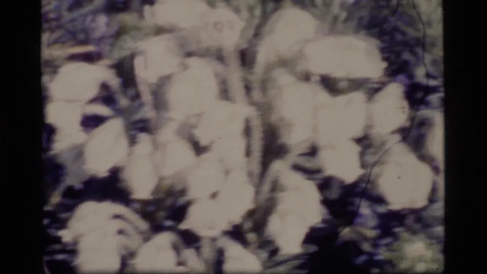 Soft 8mm frame from Alaska in 1977 showing blurred wildflowers and hillside vegetation during a handheld move.