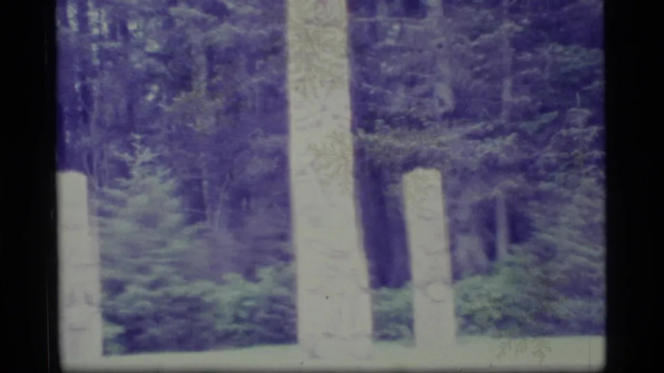 1977 Alaska 8mm frame showing pale carved poles in a shaded evergreen forest, with soft focus and purple color cast.