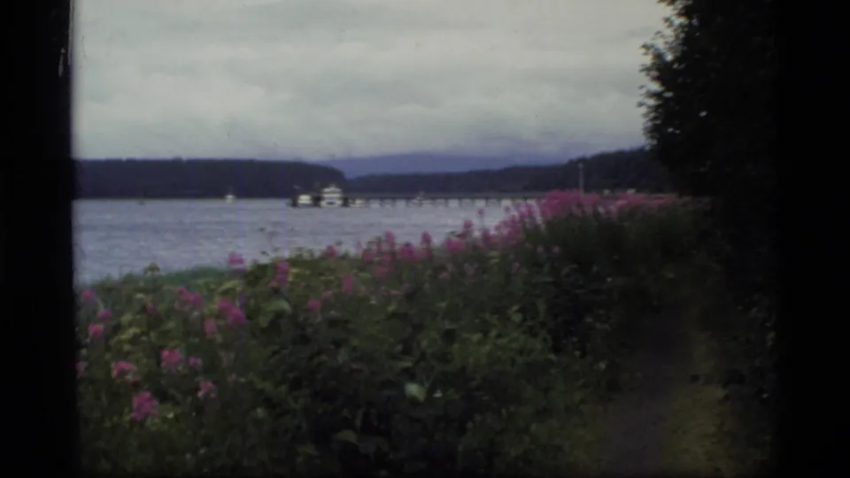 Scenic 1977 Glacier Bay home-movie view of water, pink wildflowers, distant forested hills, and a small boat or ferry.