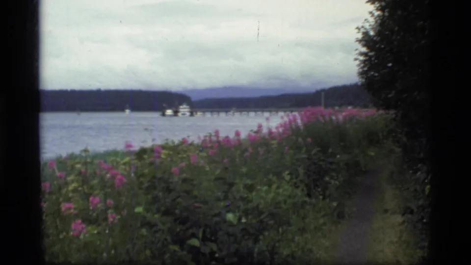 1977 Glacier Bay shoreline view with pink wildflowers, calm water, a distant boat or ferry, and low mountains beneath overcast sky.