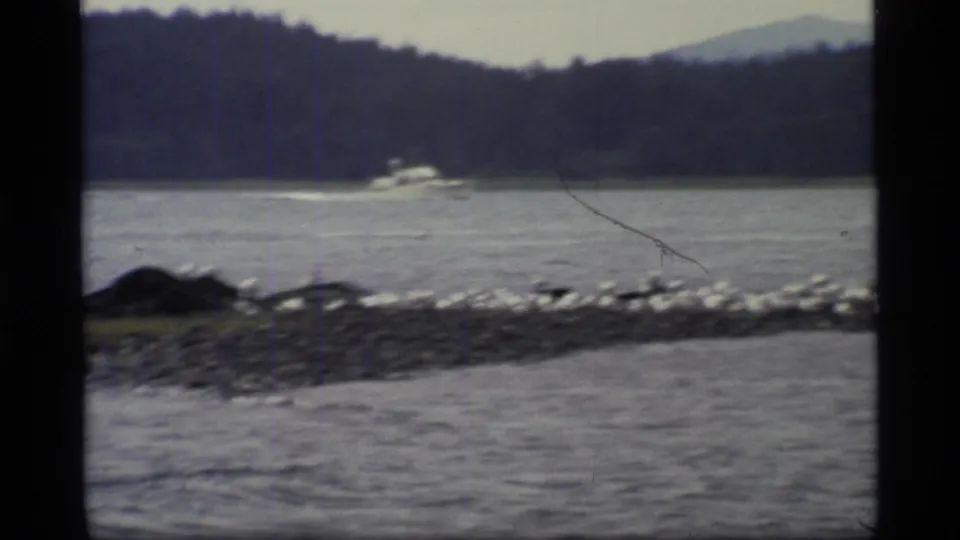 1977 8mm Glacier Bay view of a small white motorboat crossing calm water behind a rocky shoreline with seabirds, forest, and distant hills.