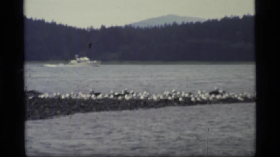A small boat appears on Glacier Bay water beyond a low rocky line of seabirds, with dark forested hills and pale mountains in the background.