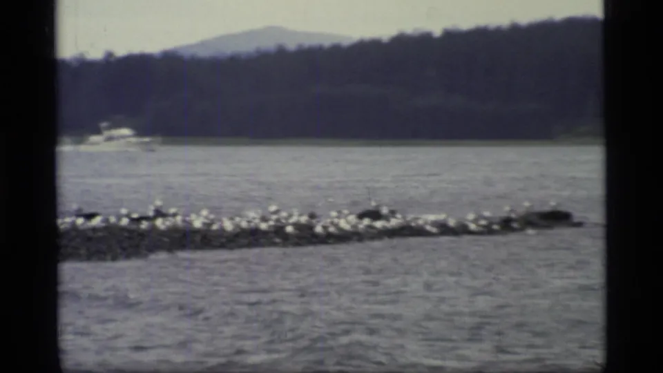 Soft 8mm frame of a distant white motorboat near the forested Glacier Bay shoreline, with water, rocks, seabirds, and mountains visible.