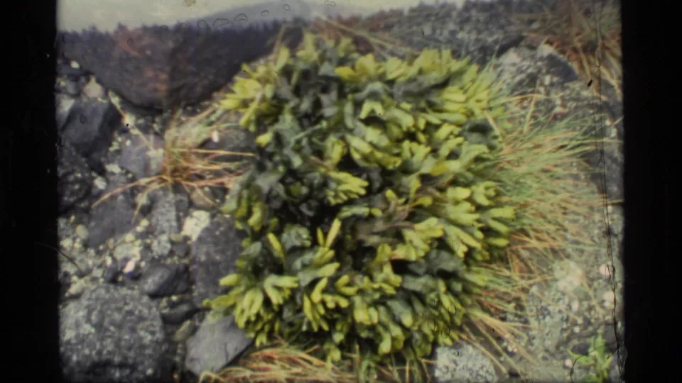 Close 1977 Glacier Bay shoreline detail showing green seaweed among dark rocks, dry grass, and patches of lichen or pale stone.