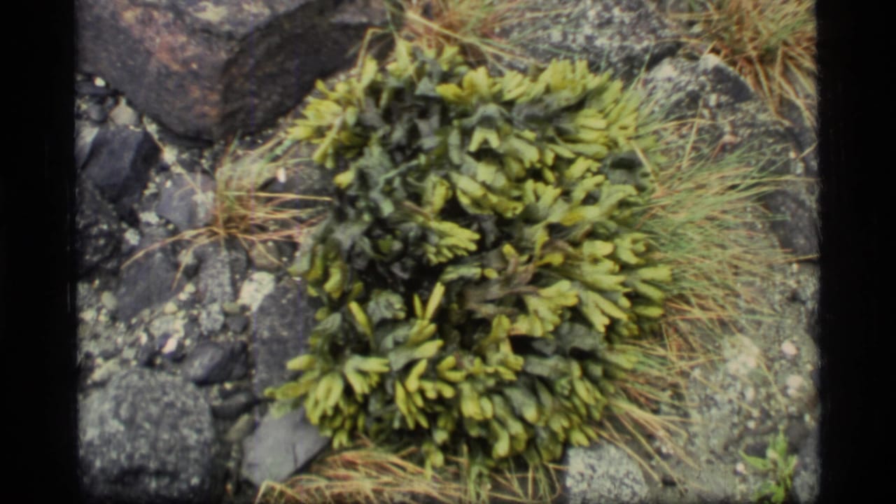Close view of green coastal plants among rocks and dry grass.
