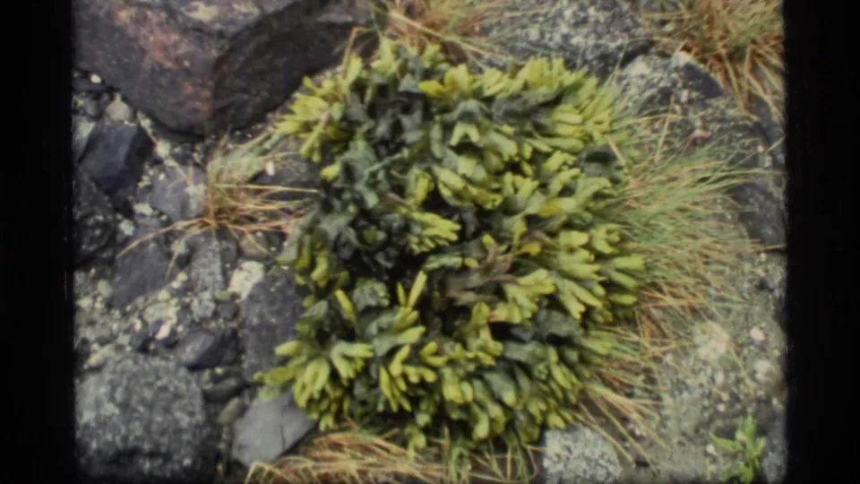 1977 Glacier Bay 8mm frame showing green low plants surrounded by dark rocks and dry grass near the shoreline.