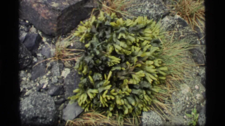 1977 Glacier Bay 8mm frame with green shoreline vegetation, scattered rocks, and dry grass in soft focus.
