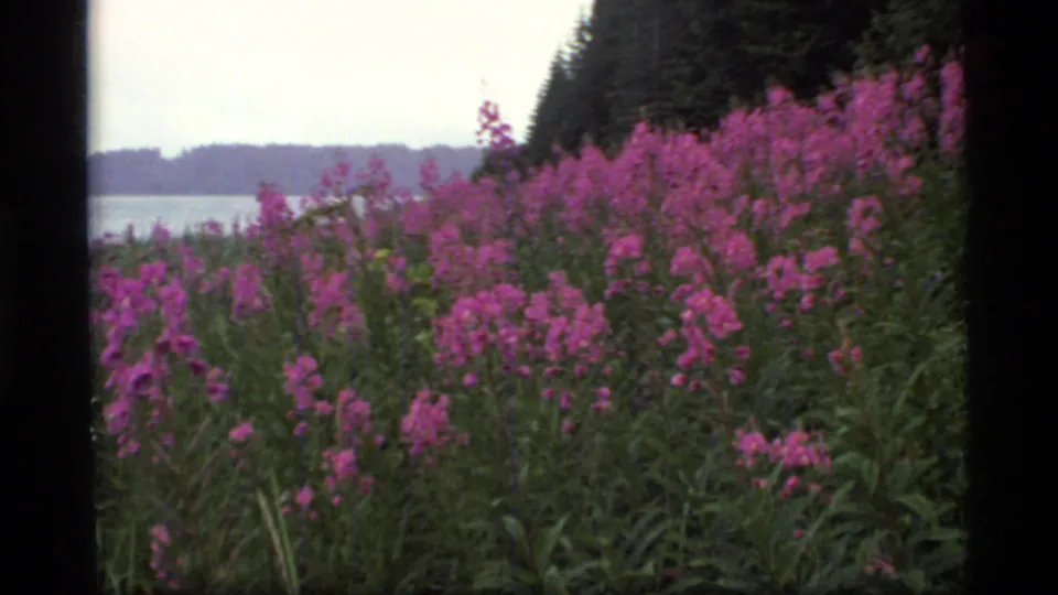 1977 Glacier Bay 8mm frame showing dense pink wildflowers along water, with a distant forested shoreline in the background.