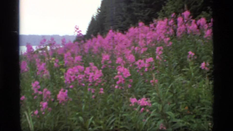 1977 Glacier Bay 8mm frame of pink wildflowers beside water, backed by dense trees and a dark shoreline slope.