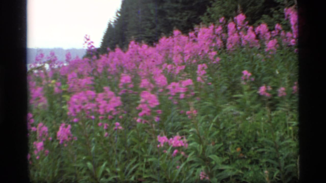 Wide view of pink fireweed blooming beside dense evergreen forest with pale water in the distance.