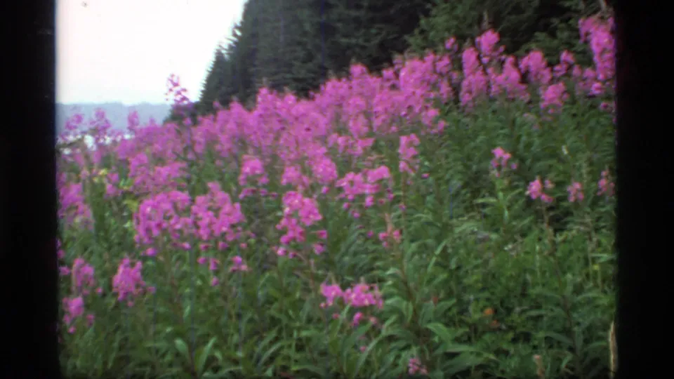 Glacier Bay, Alaska wildflower view on 8mm film, showing pink fireweed clustered below evergreen forest and a muted distant waterway.