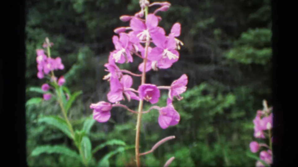 Close 1977 Glacier Bay 8mm shot of pink fireweed blossoms, with individual petals and stems set against blurred green woodland.