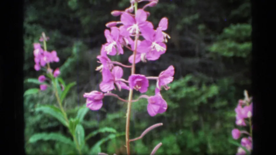 Close-up 8mm frame from Glacier Bay showing pink fireweed flowers and leaves, with the surrounding forest softened in the background.