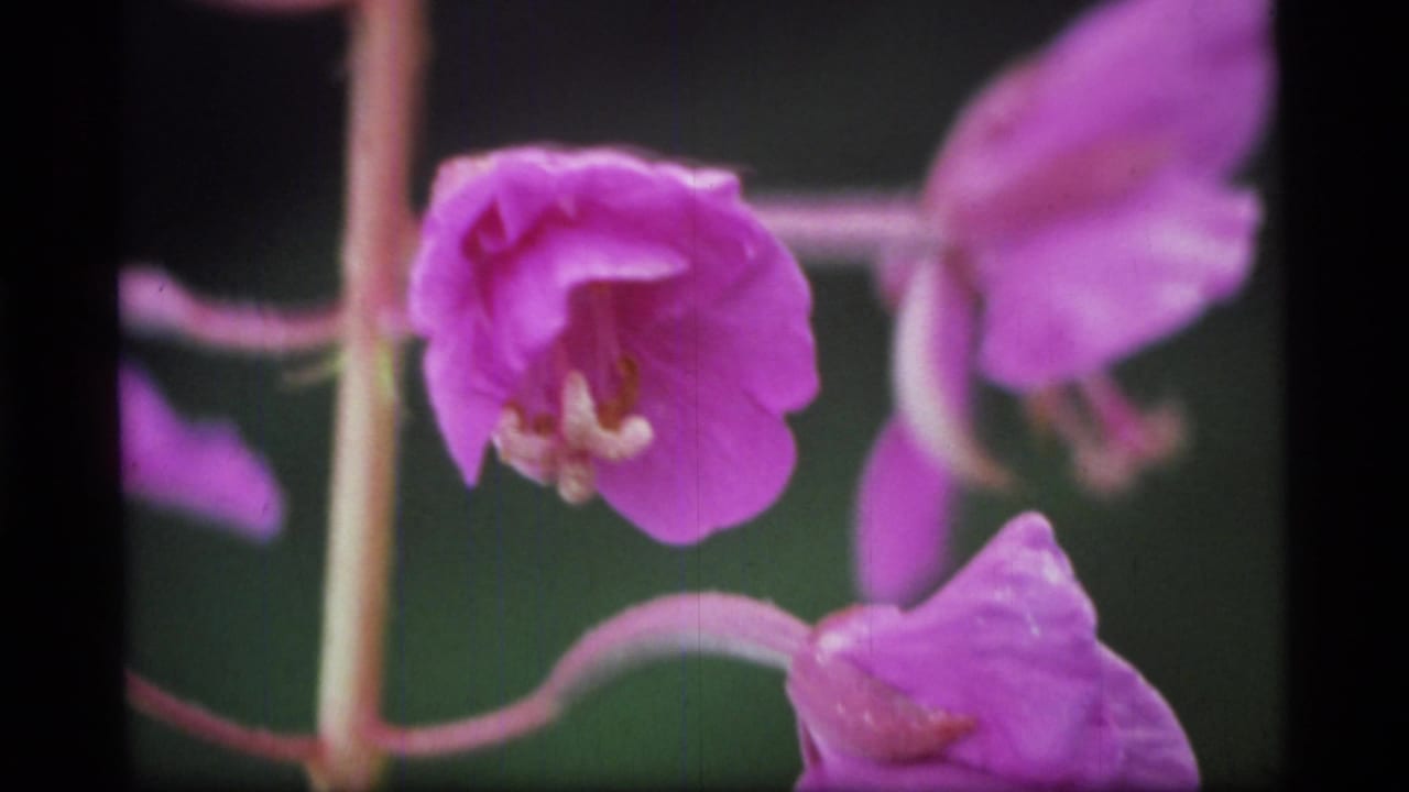 Close 8mm view of pink wildflowers, likely fireweed, in a forested Glacier Bay travel scene.