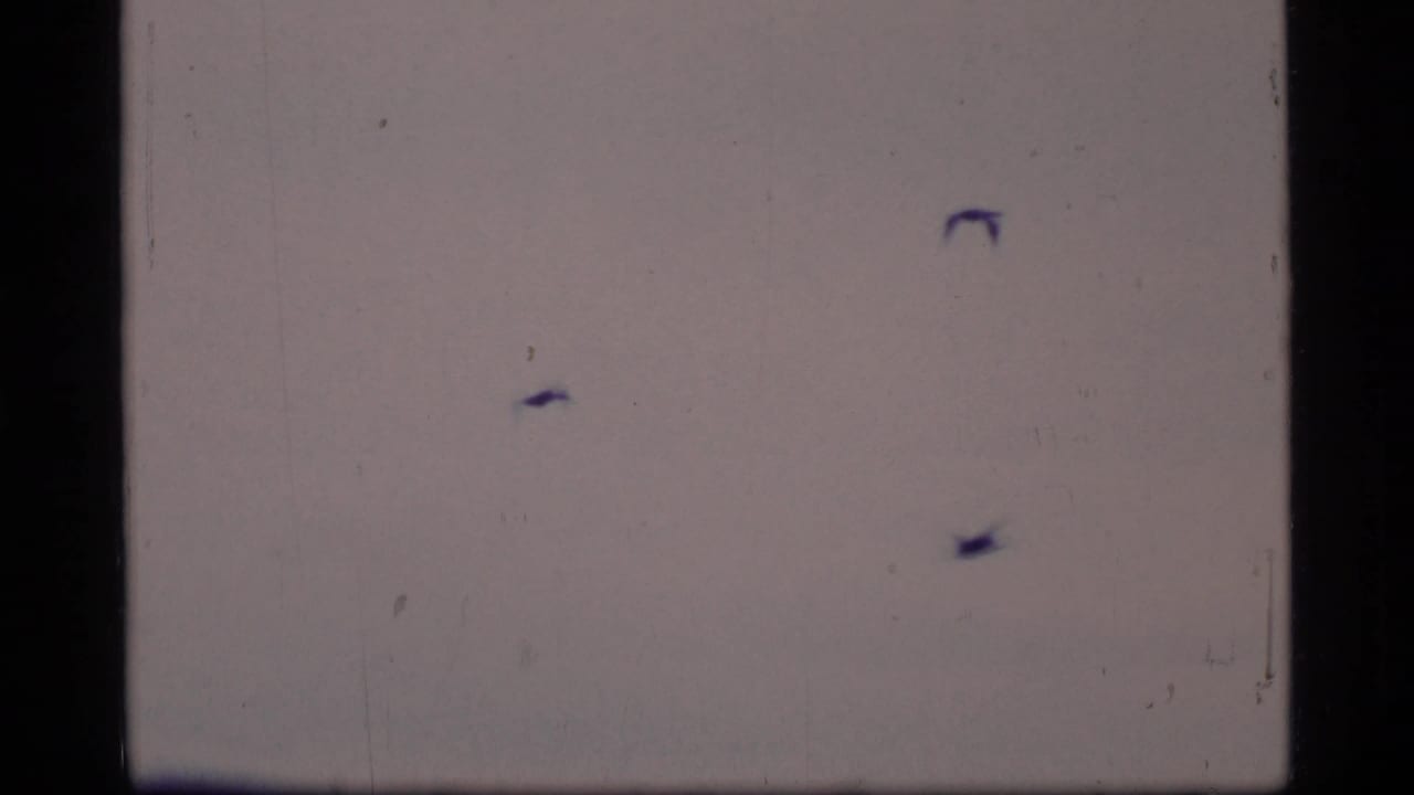 Three small dark birds cross a pale sky in a soft 8mm frame.