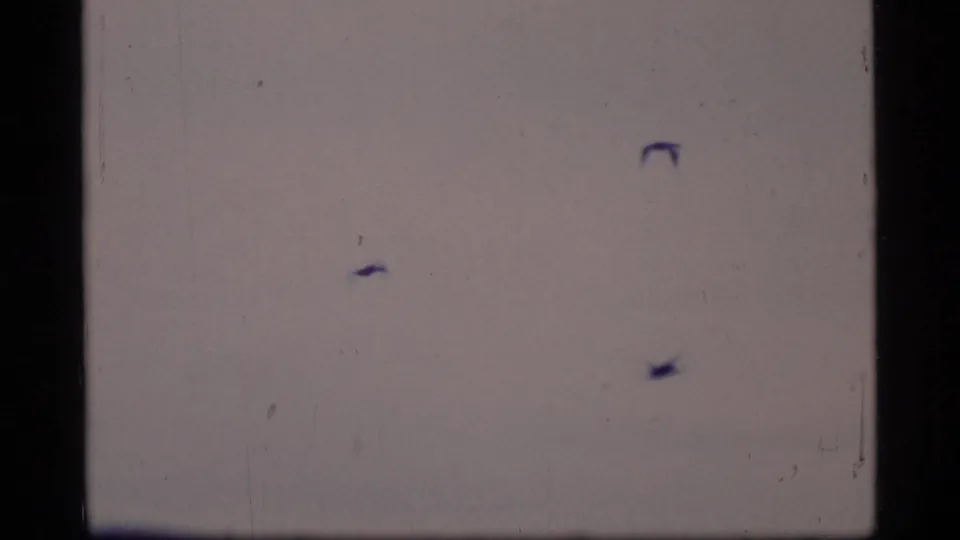 Three birds appear as dark silhouettes against a pale sky in 1977 8mm Glacier Bay home-movie footage.