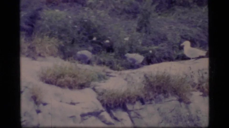 A white gull-like bird stands among rocks and coastal grass in Glacier Bay, Alaska, in soft 1977 8mm footage.