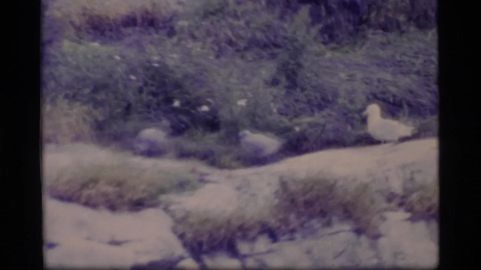 A gull-like bird is seen beside rocks and grass on a Glacier Bay shoreline in a 1977 8mm home-movie frame.