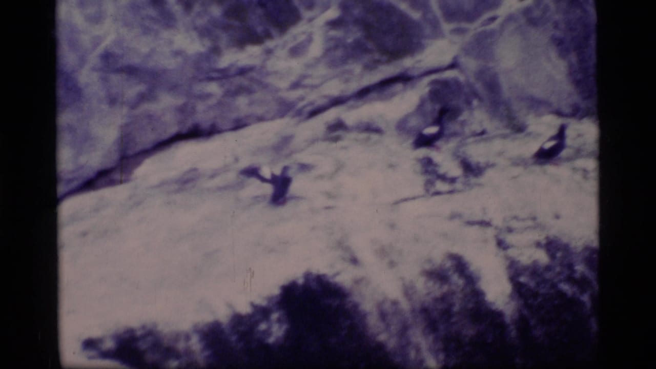 1977 Glacier Bay 8mm frame showing ducks lifting over a pale icy shoreline and dark vegetation.