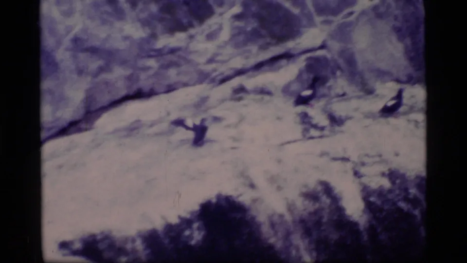 1977 Glacier Bay 8mm frame showing ducks lifting over a pale icy shoreline and dark vegetation.