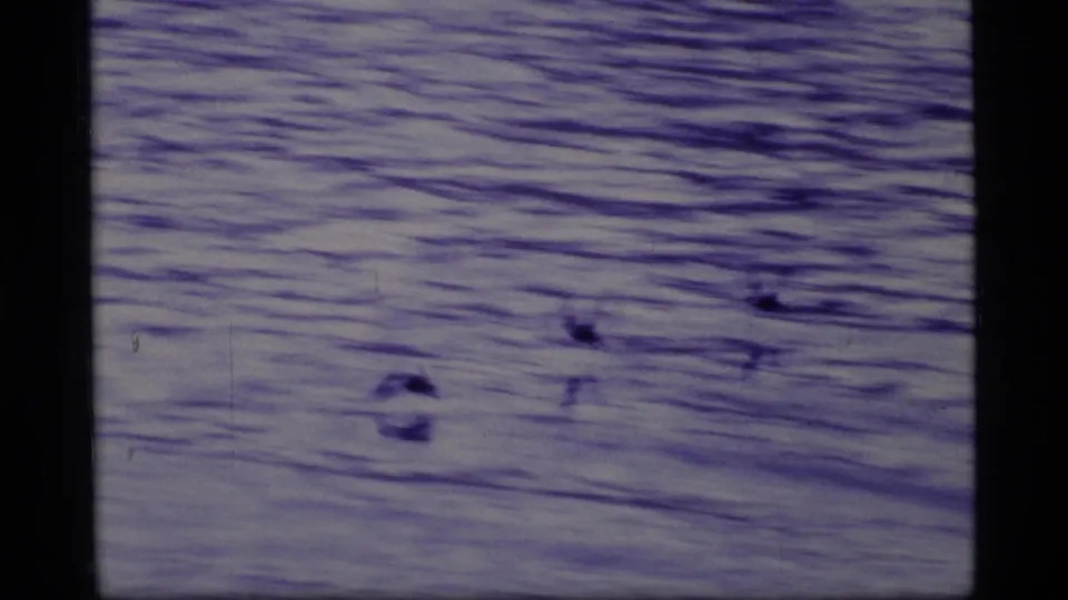 1977 Alaska 8mm frame showing ducks low on rippling water after leaving the icy shore.