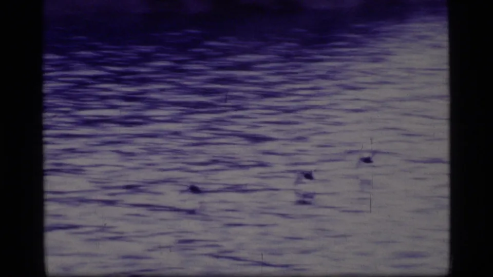 Glacier Bay 8mm frame with several ducks spread across rippling water beneath a dark band of shore.