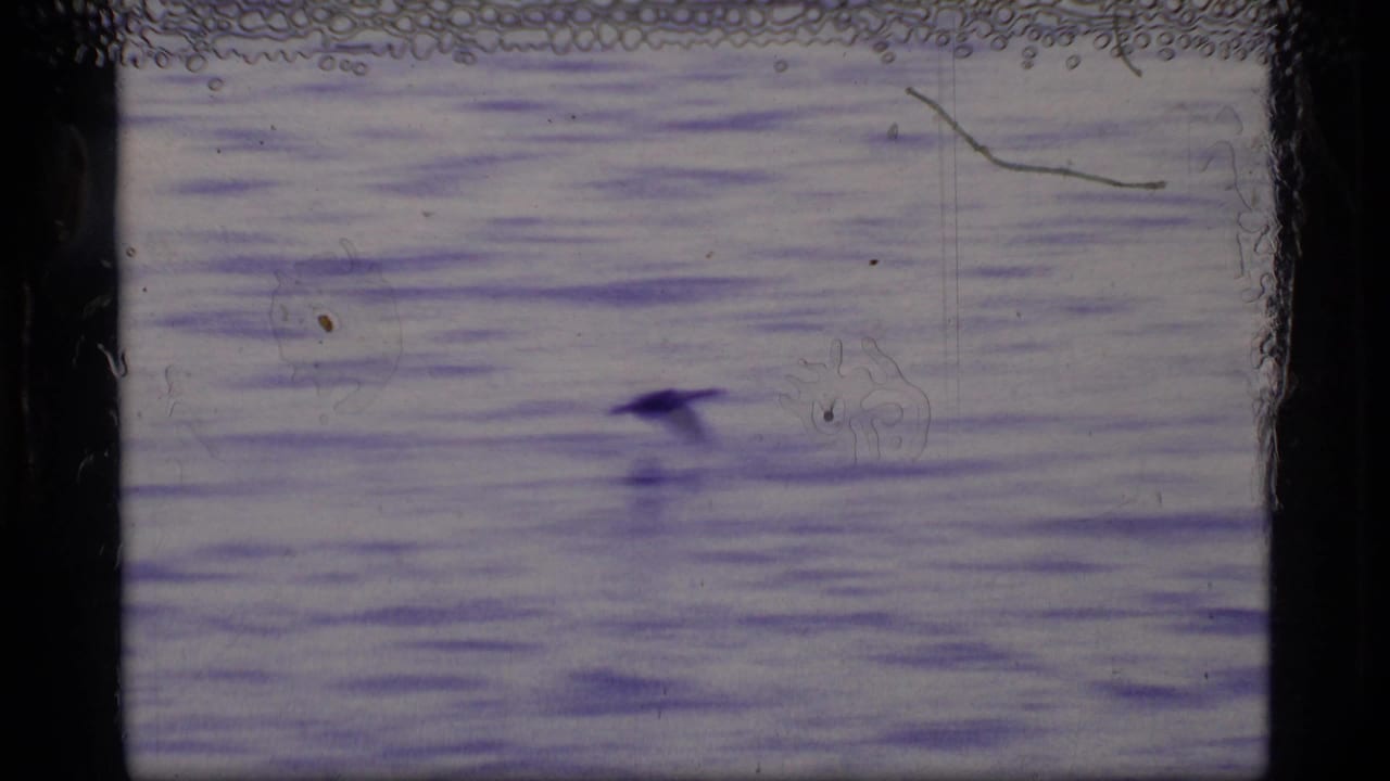 A small bird flies low across a rippling lake in 1977 Glacier Bay footage, framed by visible 8mm film edges.