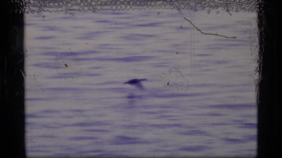 A small bird flies low across a rippling lake in 1977 Glacier Bay footage, framed by visible 8mm film edges.