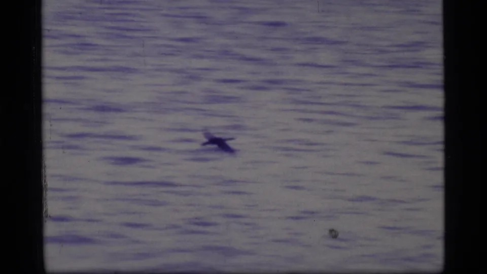A bird silhouette crosses open rippled water in a softly focused 8mm view from Glacier Bay, Alaska.