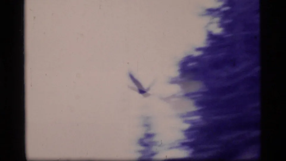A bird lifts near a pale sky and dark tree-lined edge in vintage Glacier Bay 8mm footage.
