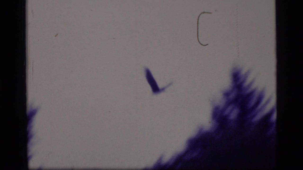 In 1977 Glacier Bay home-movie footage, a dark bird crosses above shoreline trees with soft focus, purple tint, and visible film borders.
