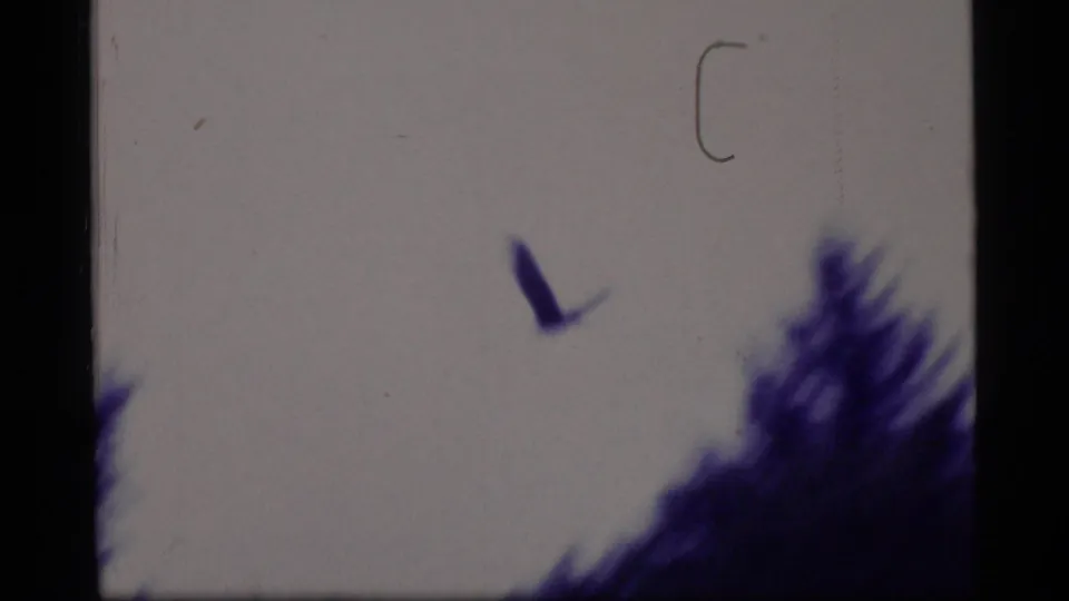 In 1977 Glacier Bay home-movie footage, a dark bird crosses above shoreline trees with soft focus, purple tint, and visible film borders.