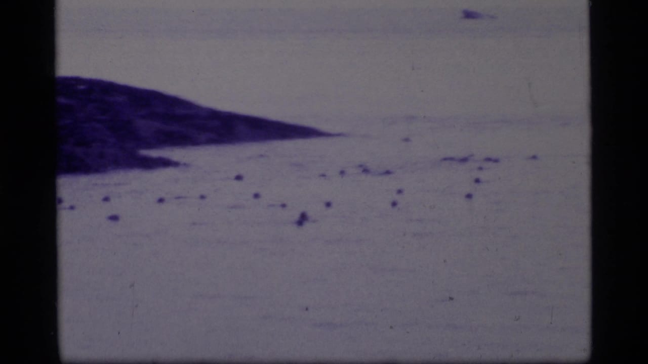 Distant seals dot open water below a dark coastal slope.