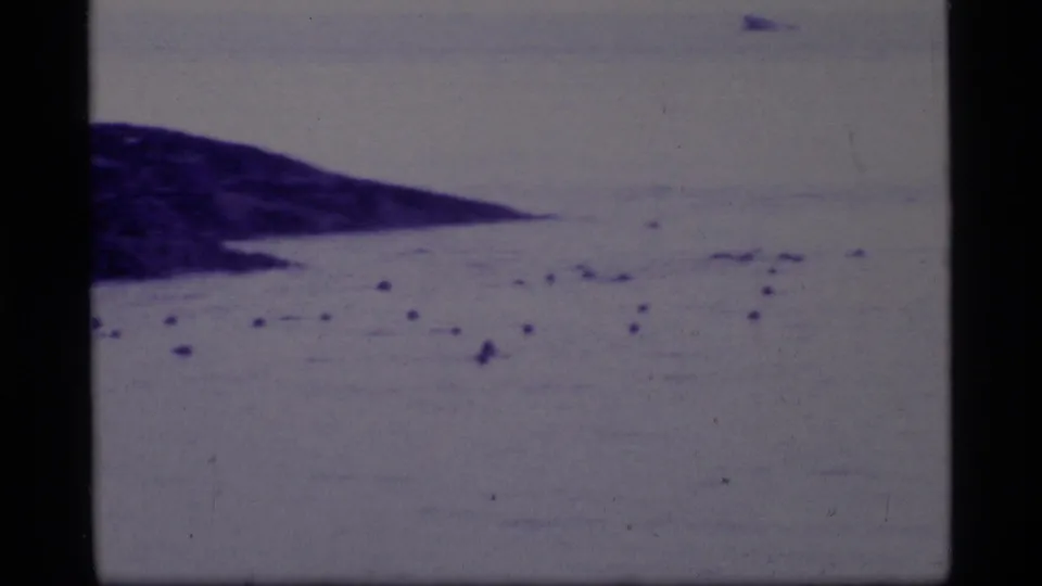 Distant seals appear as small dark shapes in Glacier Bay water near a sloping shoreline in purple-tinted 1977 8mm footage.