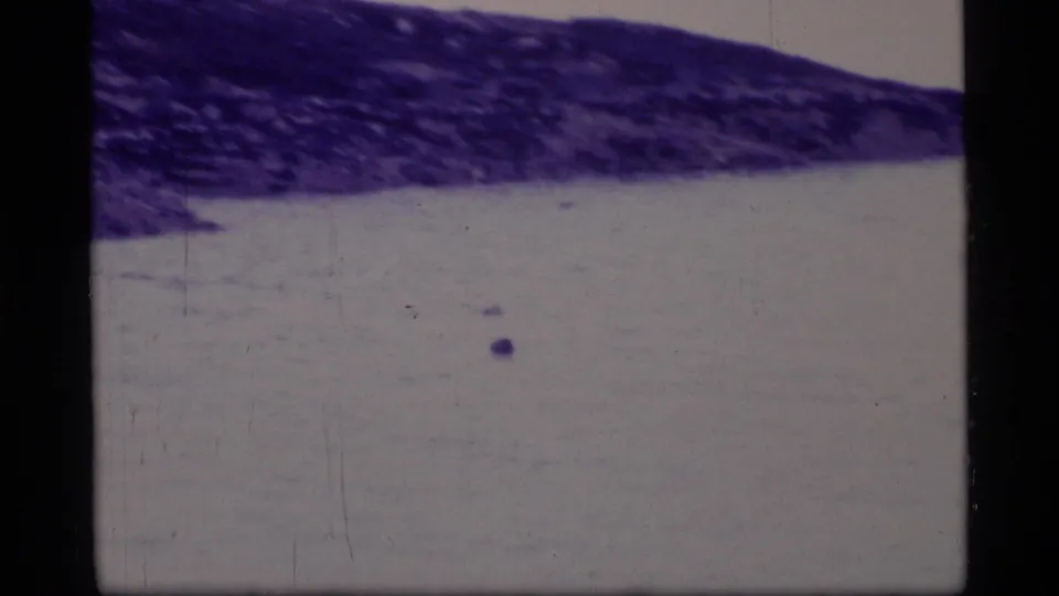 The 1977 Glacier Bay frame shows a dark sloping shore beside pale water, with a small offshore shape likely part of the seal group.