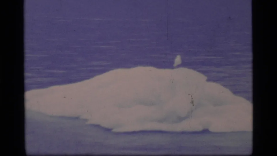 Large iceberg in Glacier Bay, Alaska, with a small white bird perched above calm water in blue-purple 8mm color.