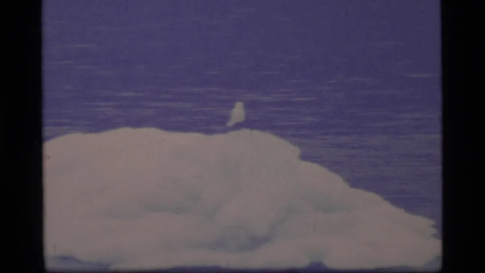1977 8mm frame of an iceberg in Glacier Bay with a small white bird perched near its crest over still water.