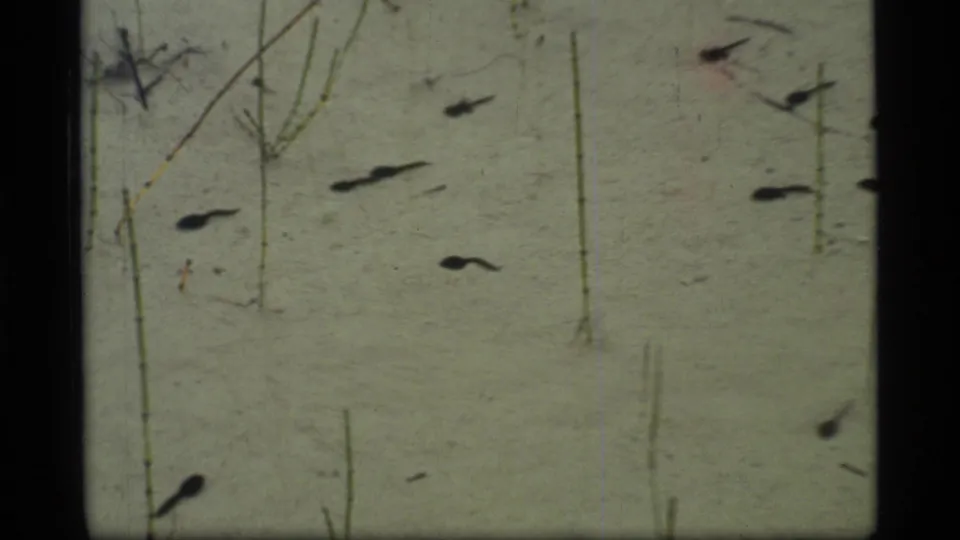 Close 1977 Glacier Bay lake-water frame showing dark tadpoles in shallow clear water with submerged reeds and silty bottom.