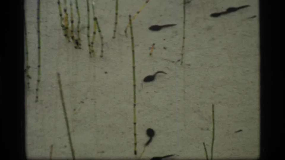 Close 1977 Glacier Bay lake-water view with tadpoles, upright reeds, and a pale silty bottom seen through clear shallow water.