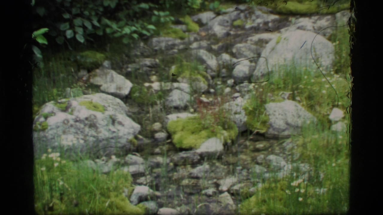 Rocky shallow stream with mossy stones, grass, and white wildflowers.