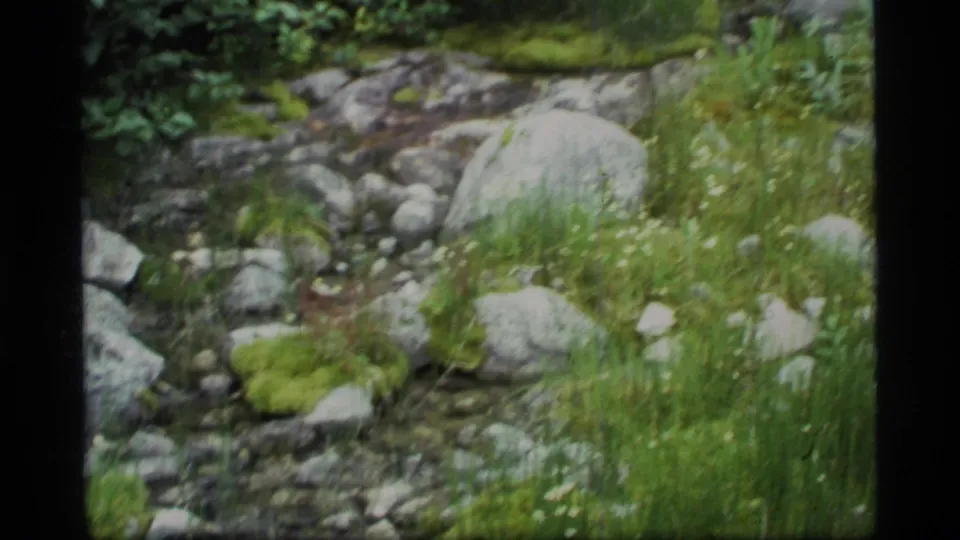 Glacier Bay 8mm frame with a rocky creek bed, green reeds and grasses, moss patches, and pale stones in shallow water.