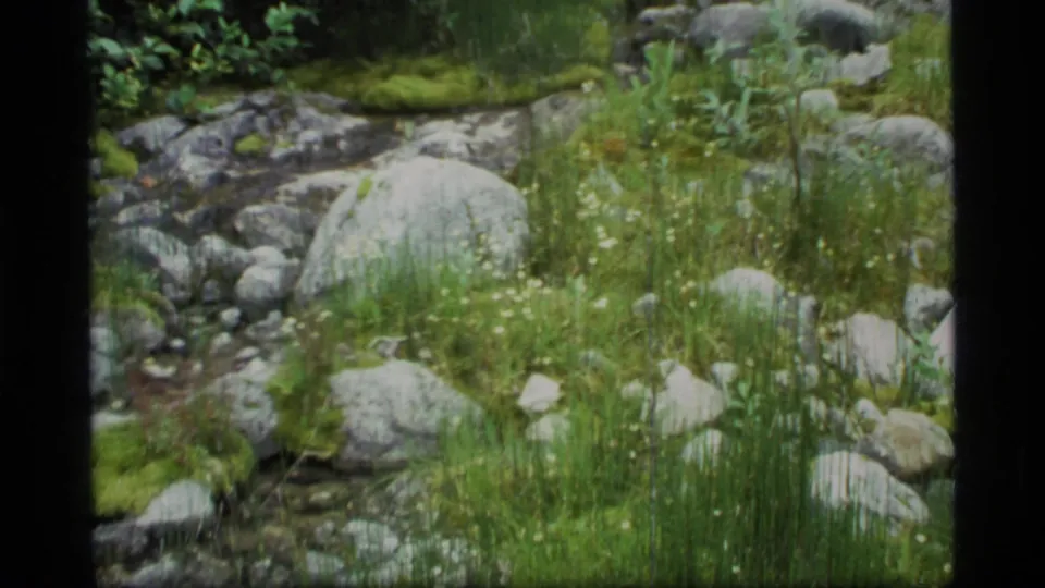 1977 Glacier Bay home-movie frame showing tall grass, small white wildflowers, mossy rocks, and rounded stones beside shallow water.