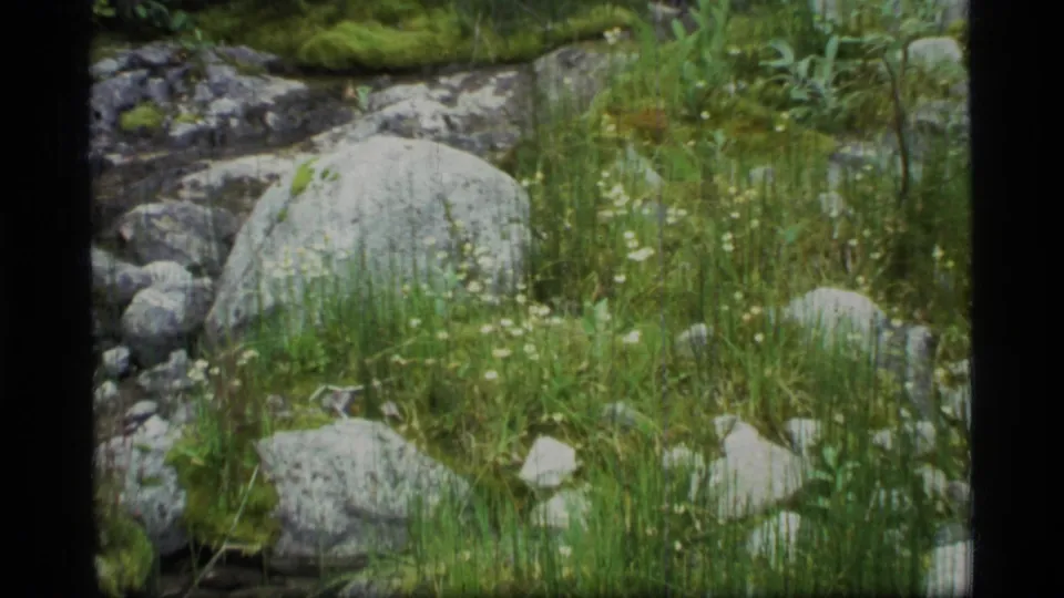 Glacier Bay 8mm frame showing grasses and white wildflowers around large pale rocks near a shallow rocky stream.