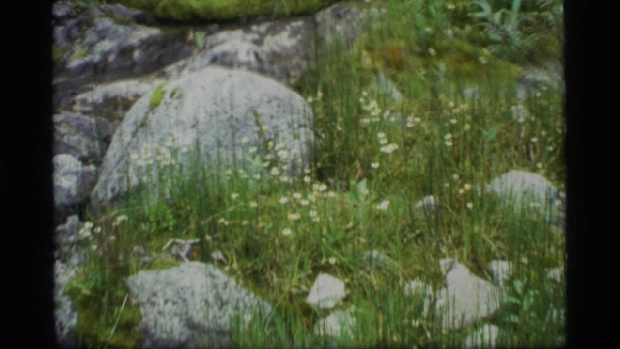 Mossy rocks, tall grass, and small white wildflowers in a damp alpine-looking landscape.