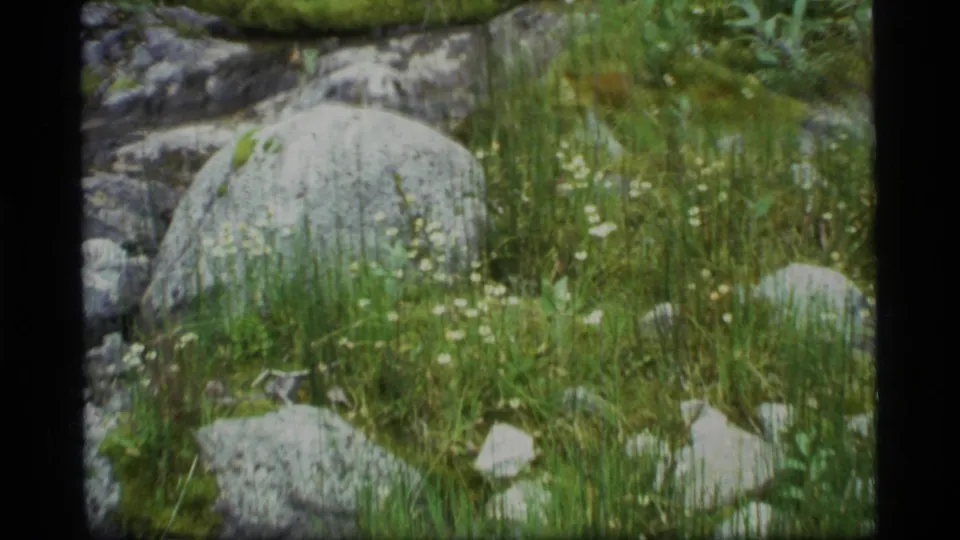 1977 Glacier Bay home-movie frame showing mossy boulders, grass, and small wildflowers before the camping group appears.