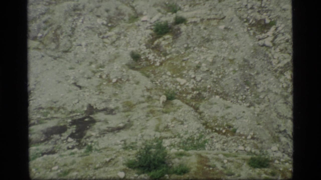 A pale wolf appears on rough rocky terrain in Glacier Bay, Alaska, in soft 1977 8mm footage with sparse green shrubs nearby.