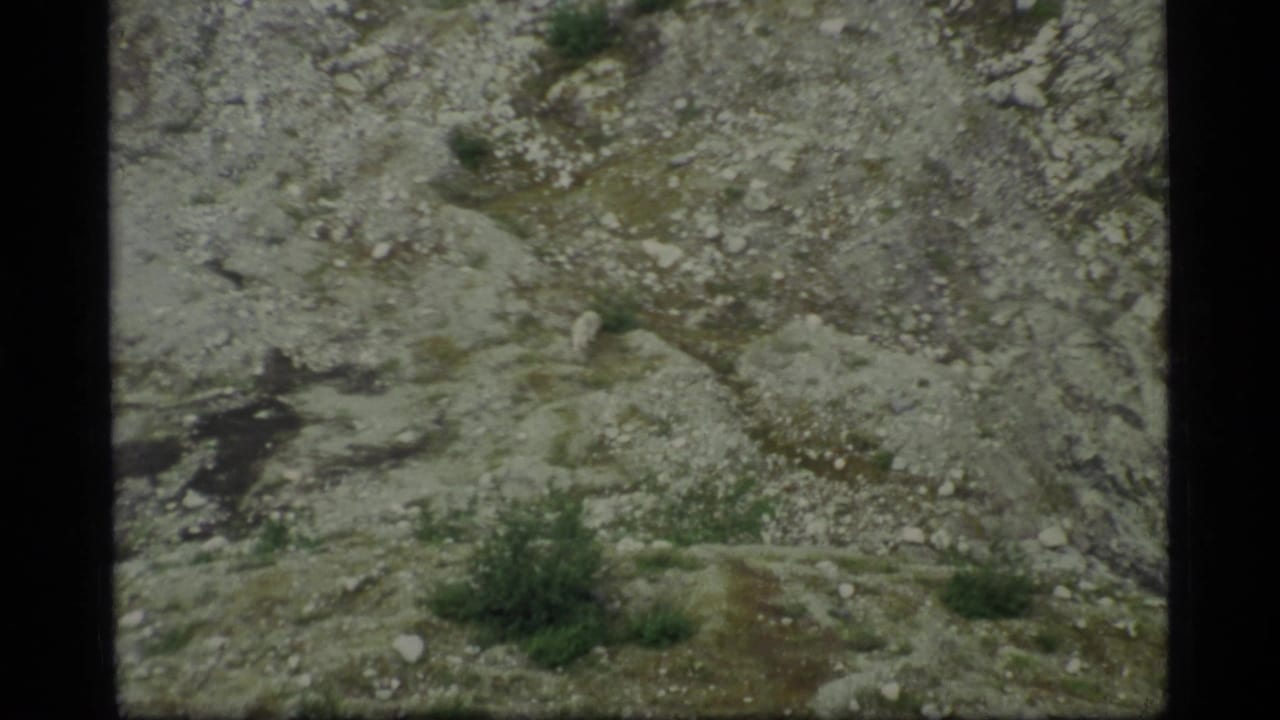 Distant pale wolf moving across gray rocks and scrub on a mountain slope.
