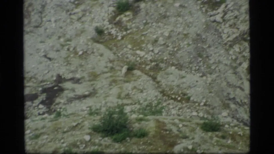A pale wolf is seen small in frame on a rocky Glacier Bay mountainside, surrounded by stones and sparse vegetation.